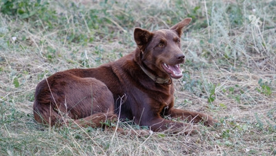 Жёлуди и опавшие листья могут навредить собаке — доцент Руденков