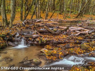 Таманский лес. Ставрополь