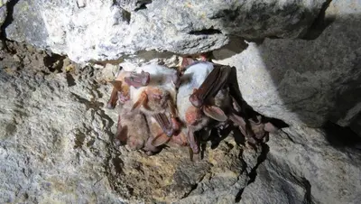 Летучие мыши на Ставрополье не нападают и не заражают опасным вирусом бешенства