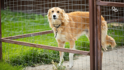 Препятствие отлову бродячих собак в Астраханской области грозит штрафом