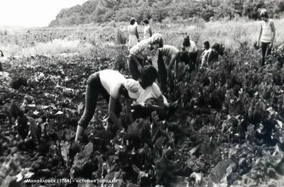 Начало 1980-х годов Старшеклассники СШ №4 работают на полях ОПХ Шпаковский