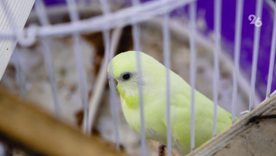 Бастрыкину доложат о ходе проверки работы ветеринарной клиники в Ставрополе