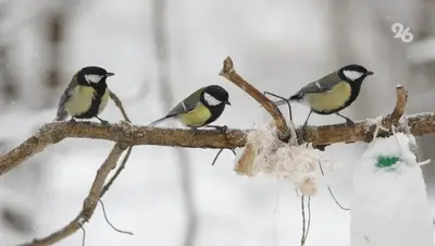 На Ставрополье создают подкормочные площадки для диких животных
