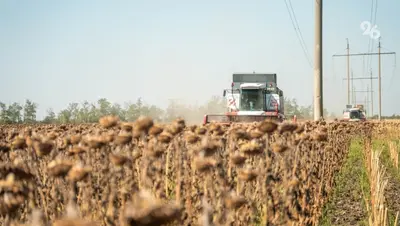 Порядка 20,7 тыс. тонн подсолнечника собрали в Предгорном округе