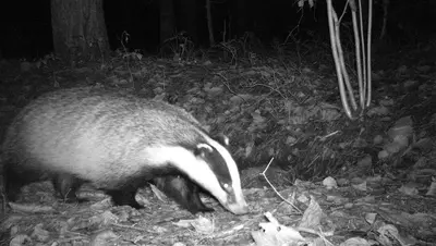 Барсук попал в фотоловушку минприроды Ставрополья