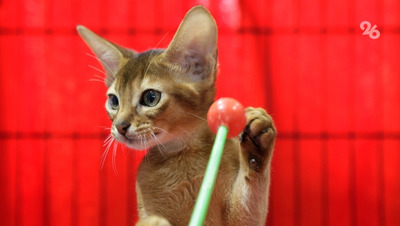 Сайты с нелегальной продажей ветпрепаратов заблокировали на Ставрополье