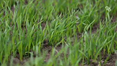 Опасная пятнистость замечена на полях озимого ячменя на Ставрополье