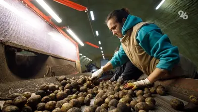 Урожай овощей полностью собрали в Будённовском округе