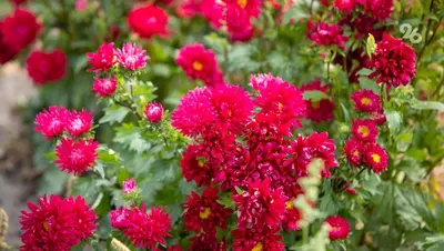 Аномально тёплая осень привела ко вторичному цветению растений на Кубани