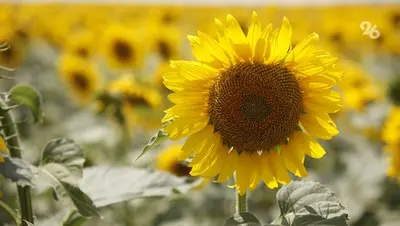 Аграрии Ставрополья собрали почти 370 тыс. тонн подсолнечника в 2025 году