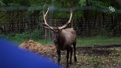 На Ставрополье появятся новые требования к предотвращению гибели животных