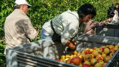 Больше половины урожая яблок на Ставрополье заложено на хранение
