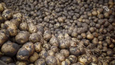 2,3 ц/га составила урожайность картофеля на Ставрополье в 2025 году — глава края