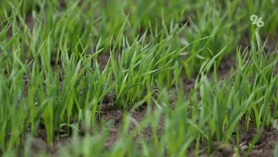 На Ставрополье ранние посевы озимых культур в хорошем состоянии — минсельхоз