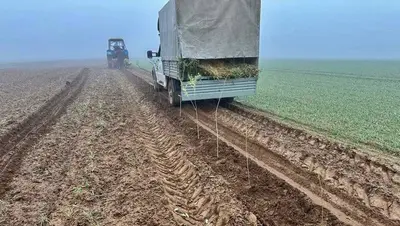 На Ставрополье в 2025 году восстановили 54 га лесов