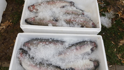 Более 65,3 кг небезопасной рыбы изъяли на Ставрополье