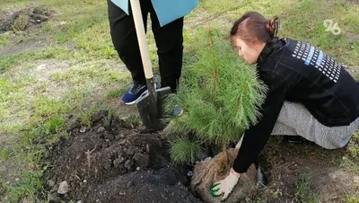 Более 4 тыс. саженцев высадили в Кисловодске участники экоакции