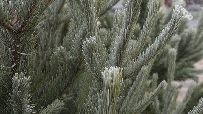 В Роскачестве рассказали, как выбрать новогоднюю ёлку