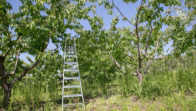 Школьные сады стимулируют интерес к аграрным профессиям – глава Ставрополья