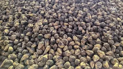 Производство сахарной свёклы увеличилось на 13% в Ставропольском крае