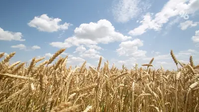 Глава Ставрополья: Делаем всё для улучшения и сохранения урожая зерновых