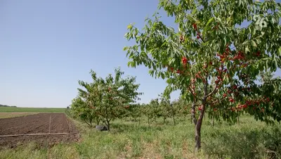 Ставрополье планирует привлечь федеральные средства для борьбы с опустыниванием