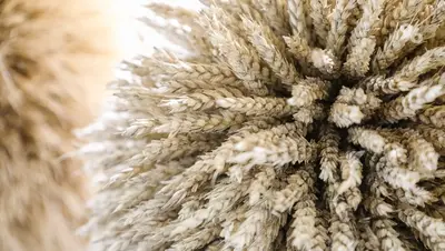 На Ставрополье ежегодно отмечают двукратный рост использования российских семян