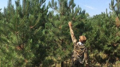 Ёлки и сосны на Ставрополье взяты под усиленную охрану казаков и полиции