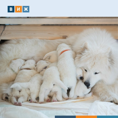 Кабмин поддержал законопроект о госрегулировании деятельности заводчиков