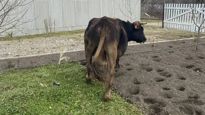 В Кисловодске ищут владельца коров, которые научились открывать ворота рогами