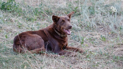 Прокурор добился компенсации для девочки, укушенной псом в Кочубеевском округе