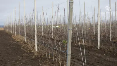 В Благодарненском округе старшеклассники заложили суперинтенсивный яблоневый сад