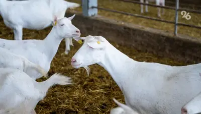 Животноводы Ипатовского округа заготовили на зиму свыше 22 тыс. тонн сена