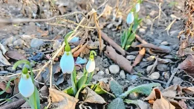 Подснежники зацвели в конце декабря в Предгорном округе Ставрополья