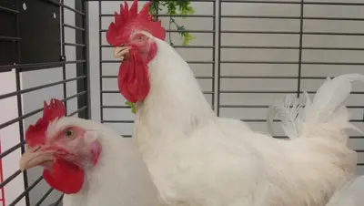 Студент из Ставрополя участвует в масштабном исследовании по птицеводству