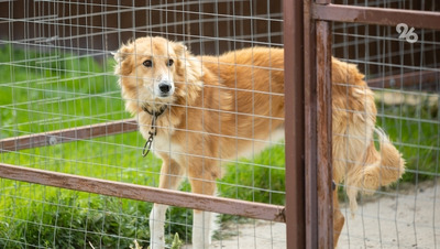 Нападений бездомных собак на жителей Ставрополья стало меньше на 15-20%