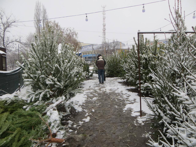 Традиционные ёлочные базары открылись в Михайловске в двадцатых числах декабря.
