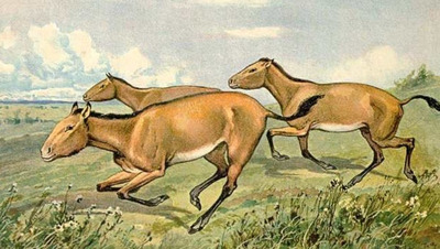 Минприроды Ставрополья рассказало о трёхпалых лошадях на территории края