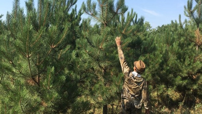 Губернатор Владимиров: 54 га леса восстановили на Ставрополье в 2025 году