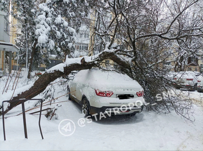 Дерево рухнуло прямо на машину.