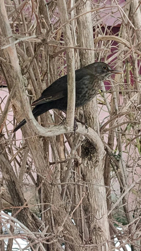 Чёрный дрозд в объективе: редкий кадр жительницы Ставрополя