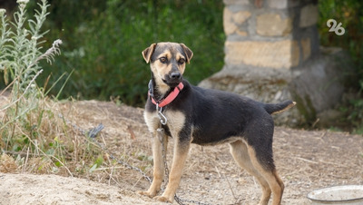 Бастрыкин требует доклад о нападении бездомной собаки на женщину в Минводах
