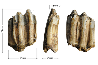 Геологический музей СКФУ пополнился редкими палеонтологическими находками