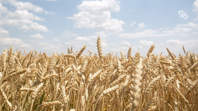 Фермера обвиняют в хищении 1,6 млн субсидий на сельское хозяйство на Ставрополье