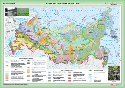 География 8 класс Богатство растительного и животного мира России: видовое разнообразие, факторы, его определяющие.