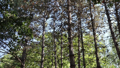 Лесополосу на Доваторцев в Ставрополе очистят от мусора по поручению главы края