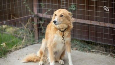Прокуратура проверит информацию о нападении стаи собак на ребёнка в Ессентуках