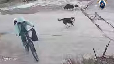 Глава следкома поручил расследовать факт нападения пса на мальчика из Ессентуков