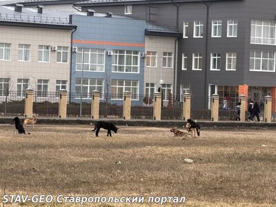 Стая бродячих собак замечена у 20-й школы в Михайловске