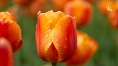 Тюльпаны и мимозы можно будет купить на праздничный ярмарке в Ставрополе